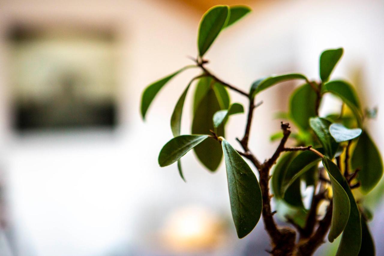 Edo Apartment กัมปีเตลโลดีฟัสซา ภายนอก รูปภาพ